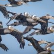The Squadron (Pelicans) by Bob Kroll
